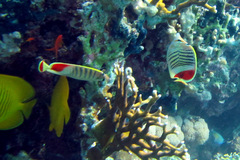 Chaetodon paucifasciatus