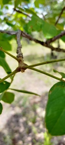 African ash (Zanha africana)