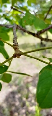 African ash (Zanha africana)