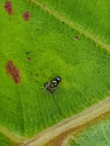 Rhodesiella scutellata, 2024-03-14
