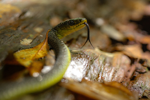 Common Tree Snake sighting