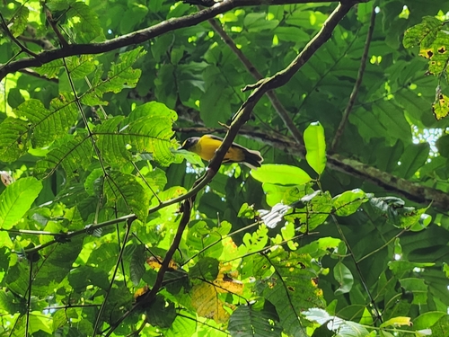 Samoan Whistler (Pachycephala flavifrons), photo 8