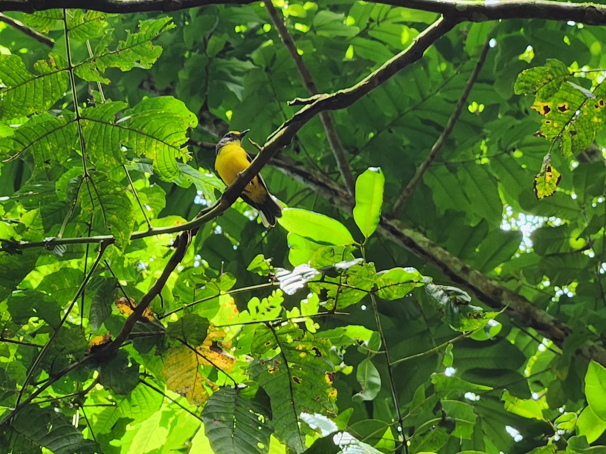 Samoan Whistler (Pachycephala flavifrons), photo 4