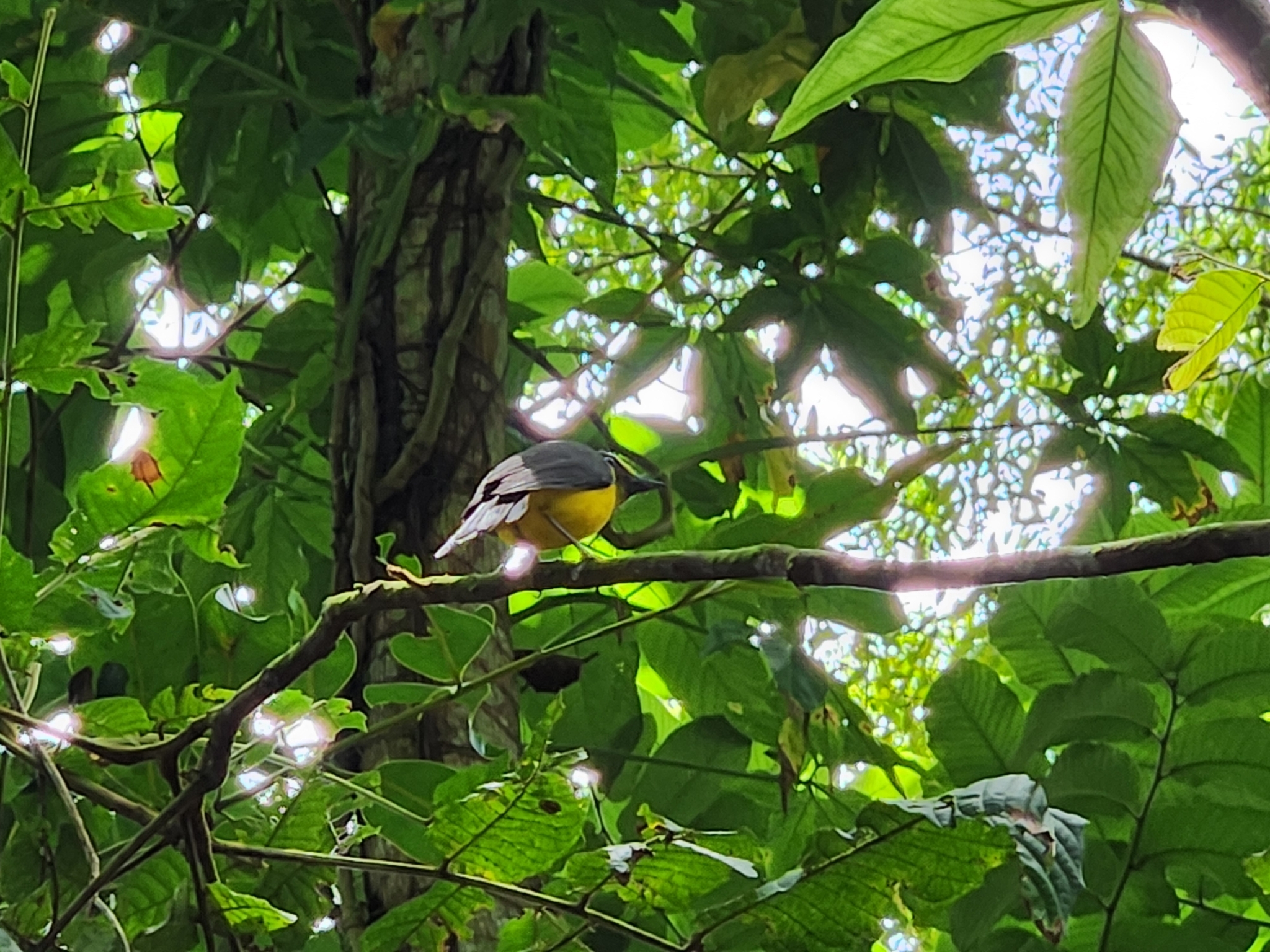 Samoan Whistler (Pachycephala flavifrons), photo 5