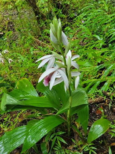 Image of Calanthe tankervilleae by no rights reserved