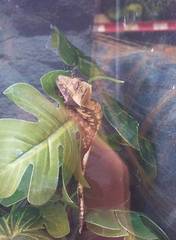Correlophus ciliatus