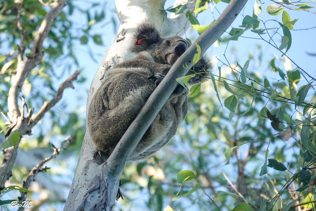 Koala from dividend st mansfield qld au on march 15 2024 at 06 53