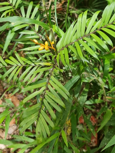 Dypsis concinna