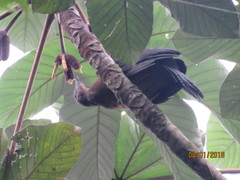 Chamaepetes goudotii