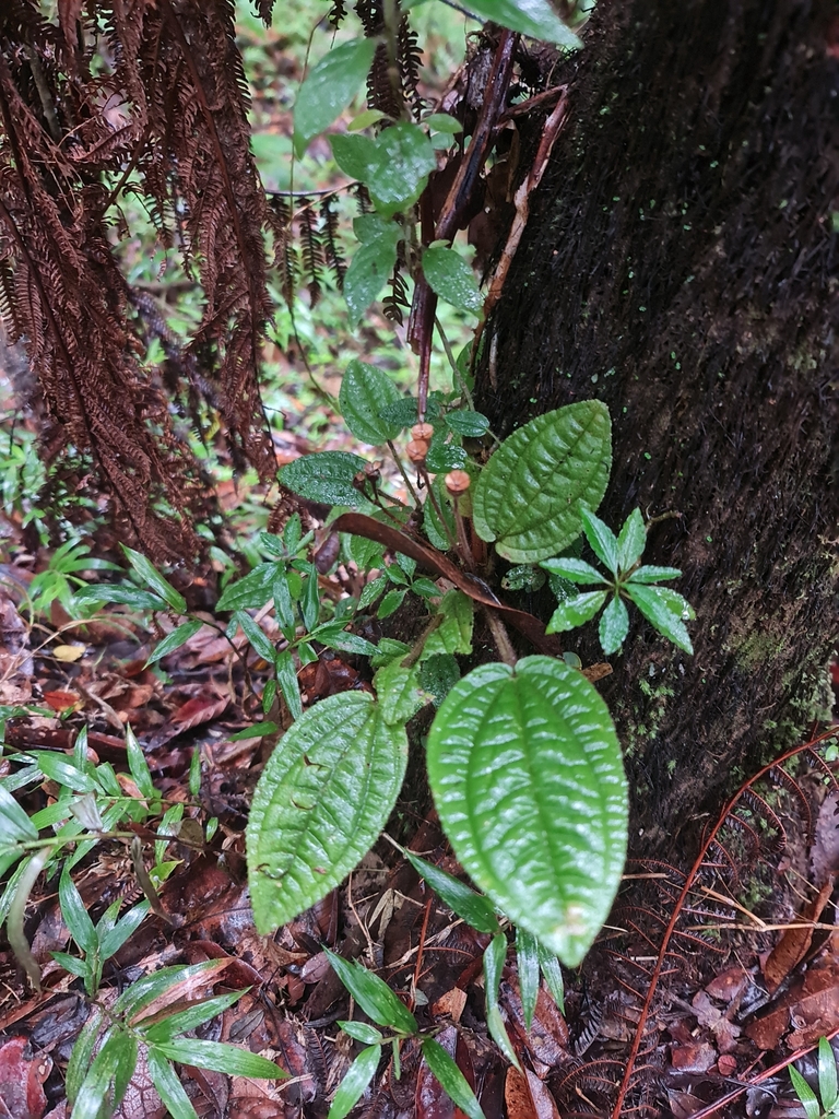 Gravesia thymoides