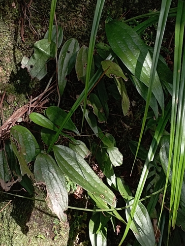 Cheiropleuria integrifolia (Cheiropleuria integrifolia)