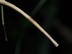 Ramulus rotundus