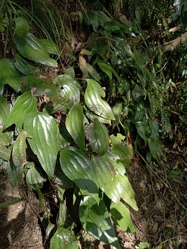 Cheiropleuria integrifolia (Cheiropleuria integrifolia)