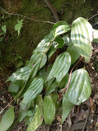 Cheiropleuria integrifolia (Cheiropleuria integrifolia)