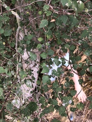 Plagianthus