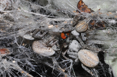 Stegodyphus mimosarum