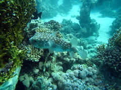 Cyclichthys spilostylus