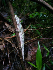 Anolis heterodermus