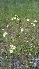 Erigeron tenuis