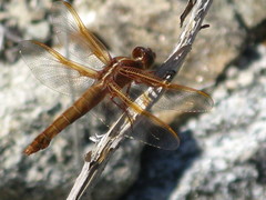 Libellula saturata