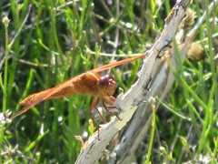 Libellula saturata