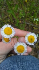 Erigeron tenuis
