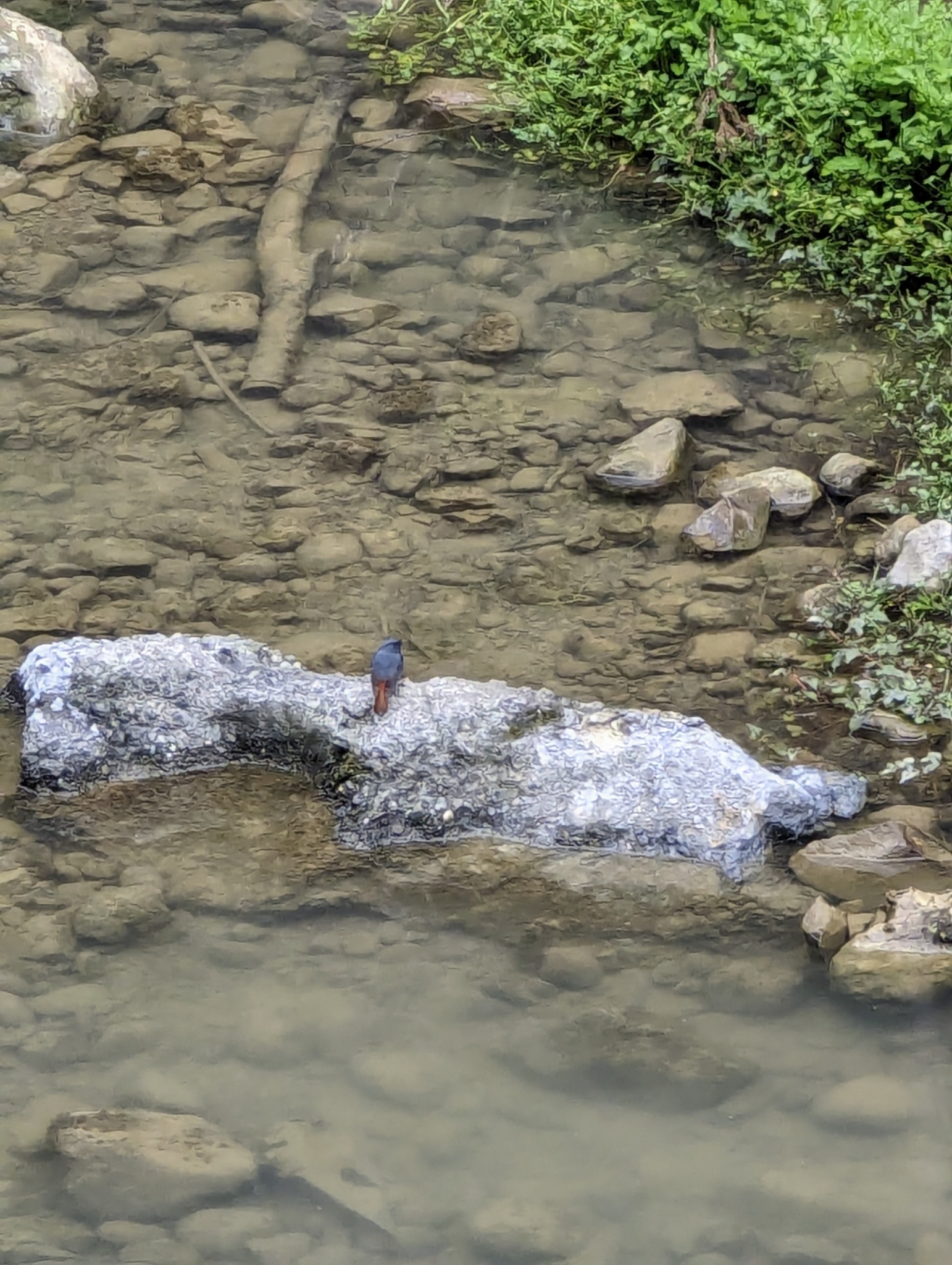 Plumbeous Water Redstart