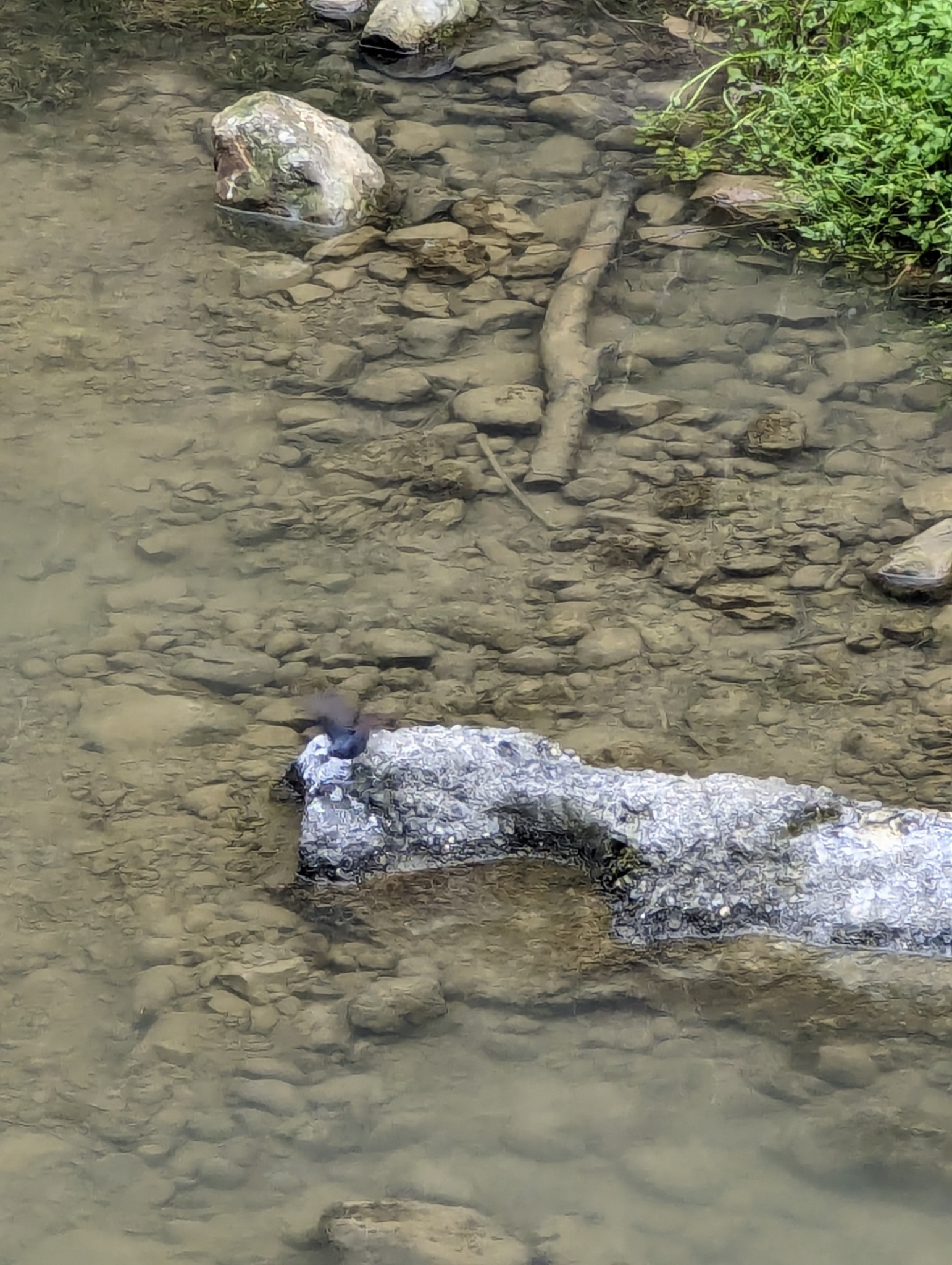 Plumbeous Water Redstart