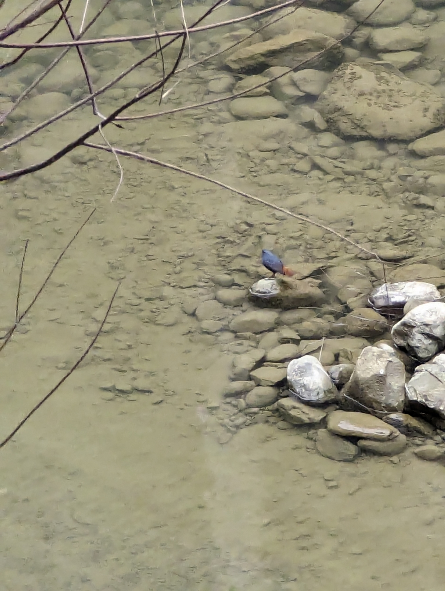 Plumbeous Water Redstart