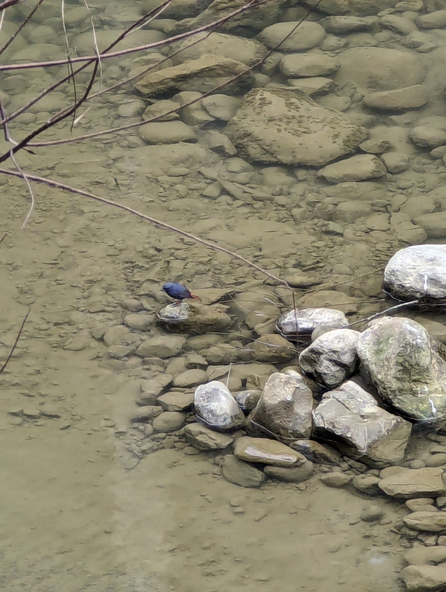 Plumbeous Water Redstart