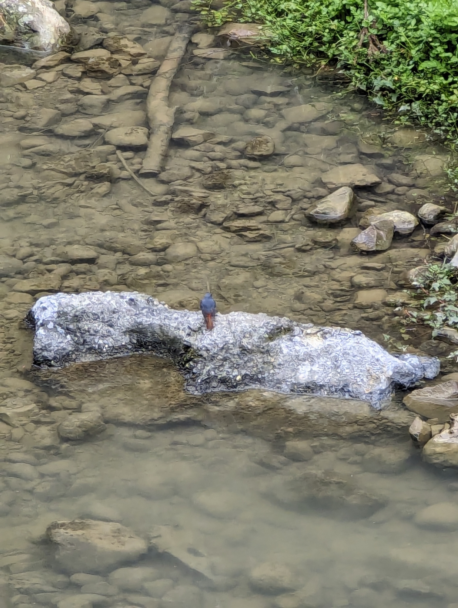 Plumbeous Water Redstart