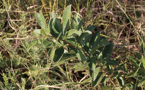 Image of Searsia harveyi by (c) Tony Rebelo, some rights reserved (CC BY-SA)