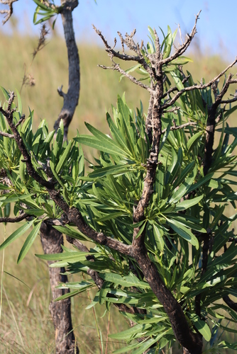 Image of Pavetta edentula by (c) Tony Rebelo, some rights reserved (CC BY-SA)