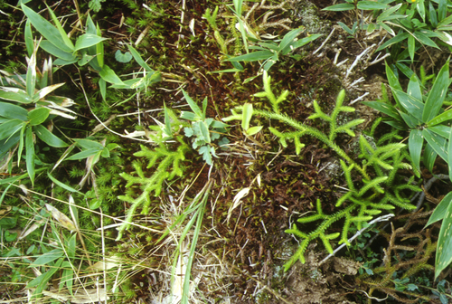 Lycopodium japonicum, photograph 3