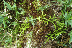(c) Oleg Kosterin, some rights reserved (CC BY) Lycopodium japonicum, photograph (c) Oleg Kosterin, some rights reserved (CC BY)