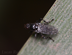 Maculantrops hirtipes