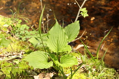 Hosta plantaginea