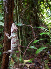 Anolis heterodermus
