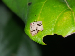 Pagodiella