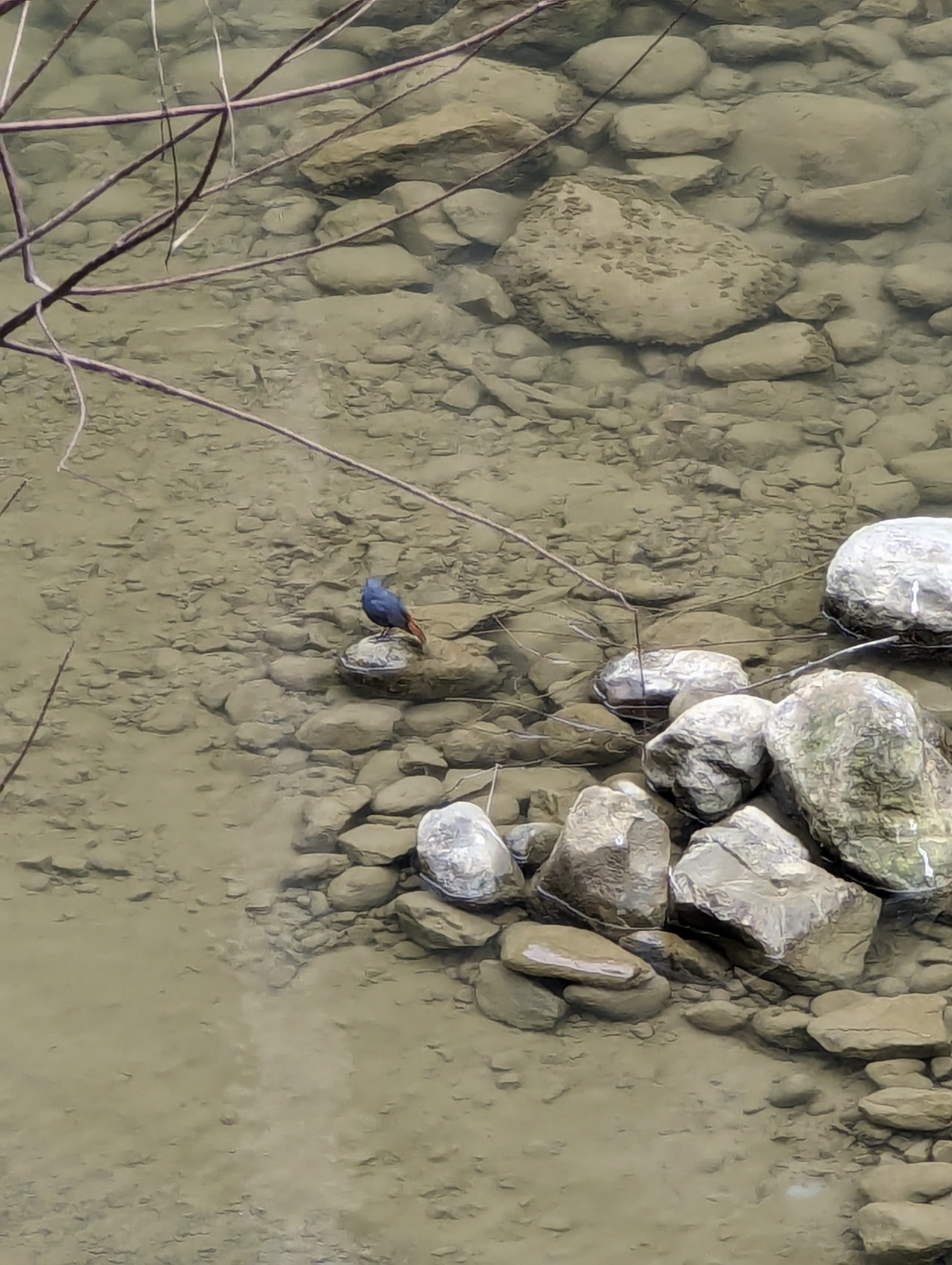 Plumbeous Water Redstart