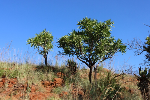 Image of Pavetta edentula by (c) Tony Rebelo, some rights reserved (CC BY-SA)