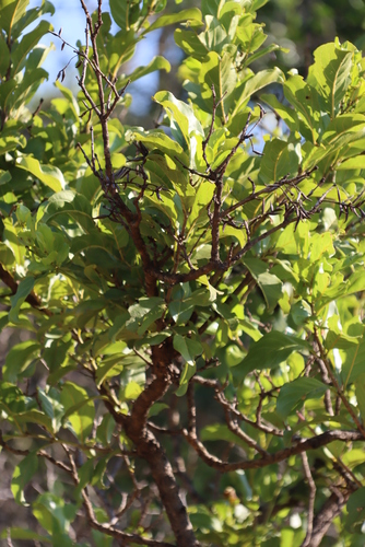 Image of Combretum apiculatum by (c) Tony Rebelo, some rights reserved (CC BY-SA)