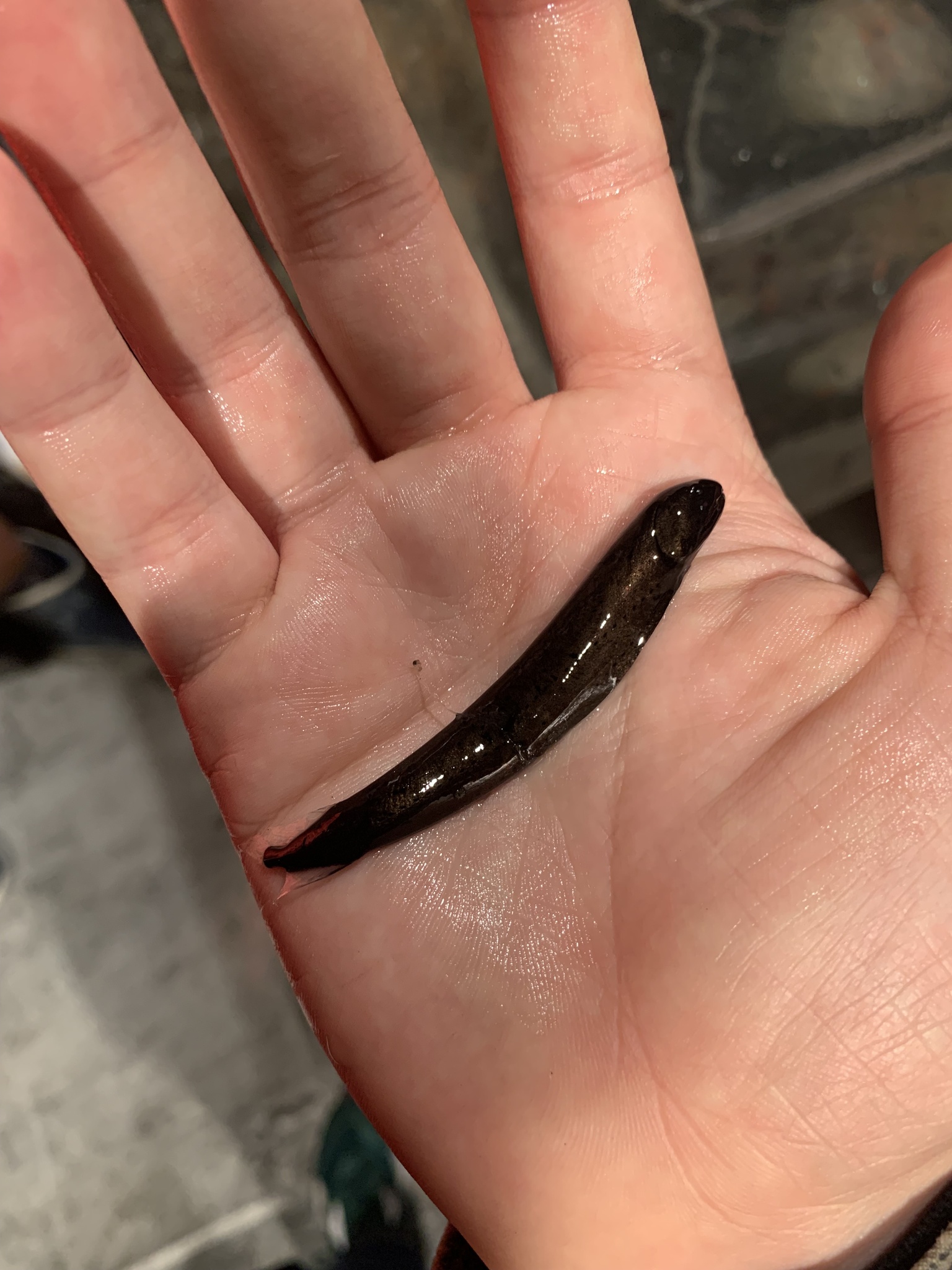 Highfin Dragonfish photo 2