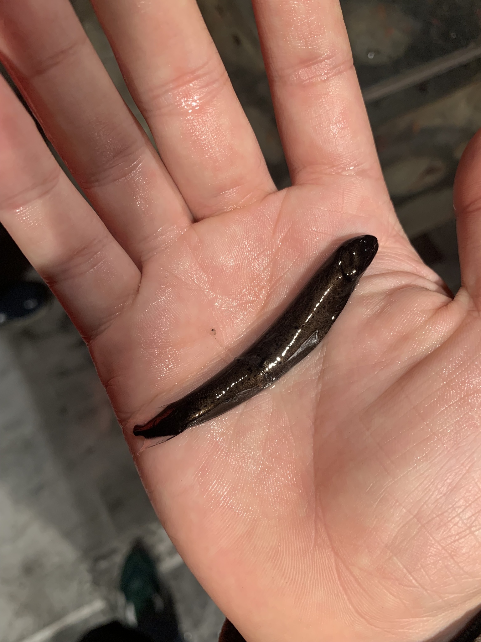 Highfin Dragonfish photo 3