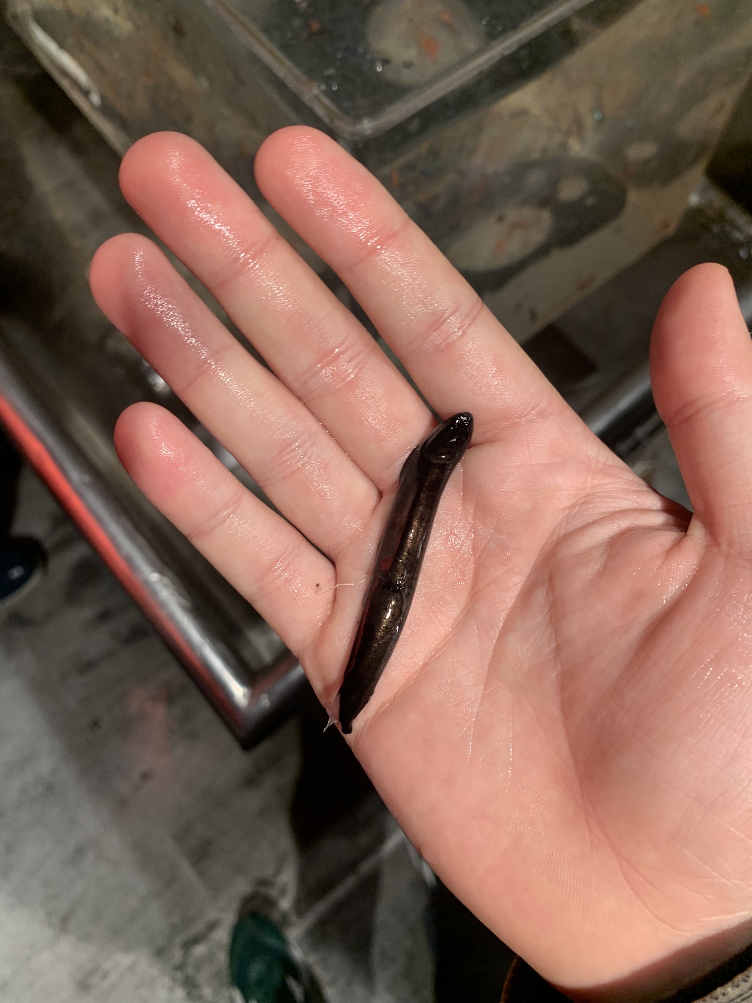 Highfin Dragonfish photo 4