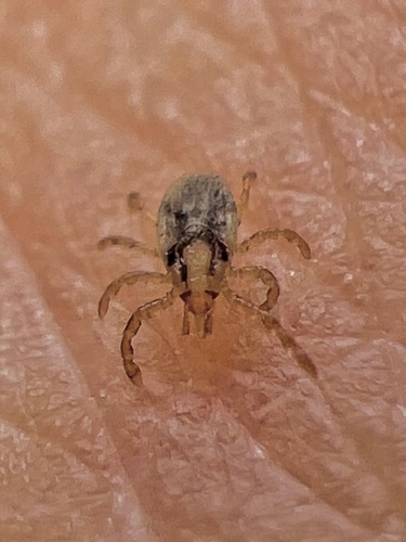 Gulf Coast Tick