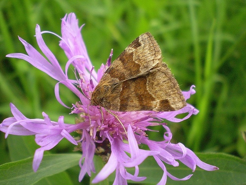 Rusvasis dobilinukas nuotrauka