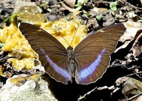 Common Blue-banded Forester