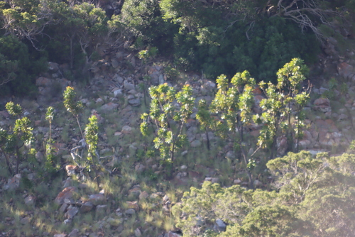 Image of Protea comptonii by (c) Tony Rebelo, some rights reserved (CC BY-SA)