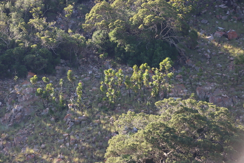 Image of Protea comptonii by (c) Tony Rebelo, some rights reserved (CC BY-SA)